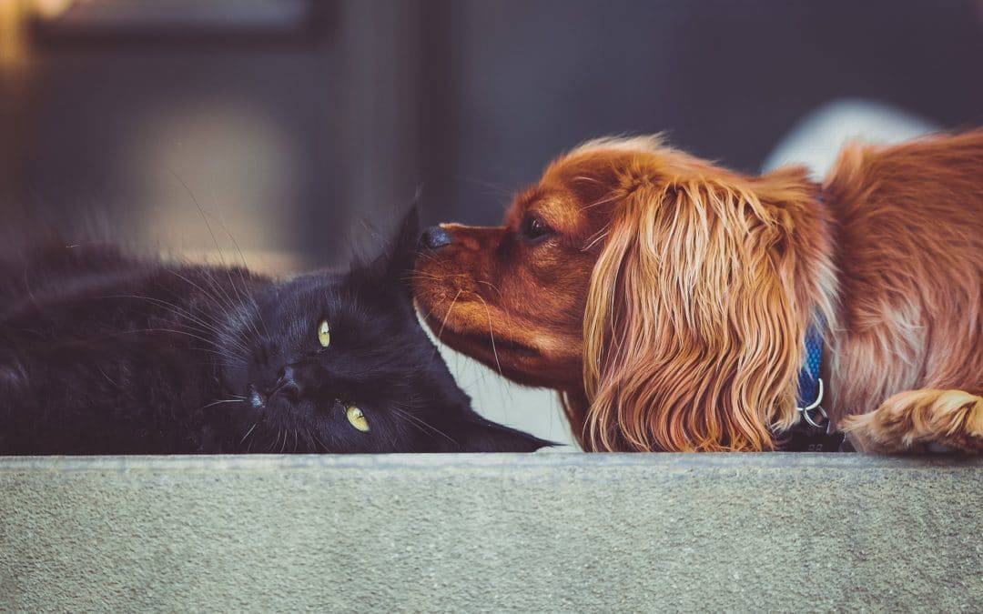 Introducing your pets to each other | At introducere kæledyr