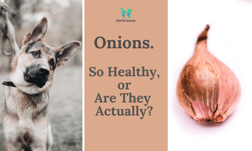 what will happen if my dog eats onions